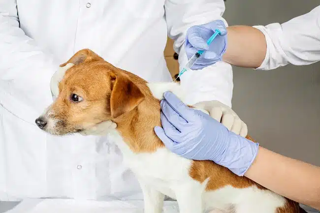 Jenis Vaksing Anjing, Jasa Vaksin Anjing di Cempaka Putih Jakarta Pusat, Dokter Hewan Panggilan ke Rumah Terdekat Faunafella