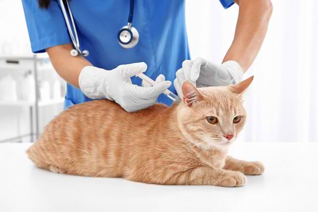 Keuntungan Panggilan Jasa Vaksin Kucing Koja Jakarta Utara Dokter Hewan Faunafella