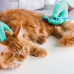 Langkah-langkah Vaksinasi Kucing Oleh Dokter Hewan Faunafella Jasa Vaksin Kucing Palmerah Jakarta Barat