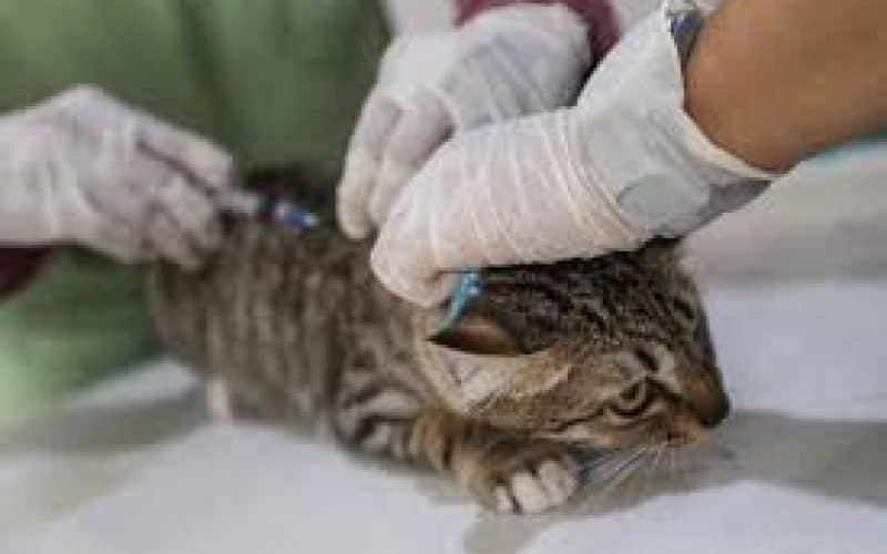 Layanan Panggilan Jasa Vaksin Kucing Terbaik di Cempaka Putih Jakarta Pusat Dokter Hewan Faunafella