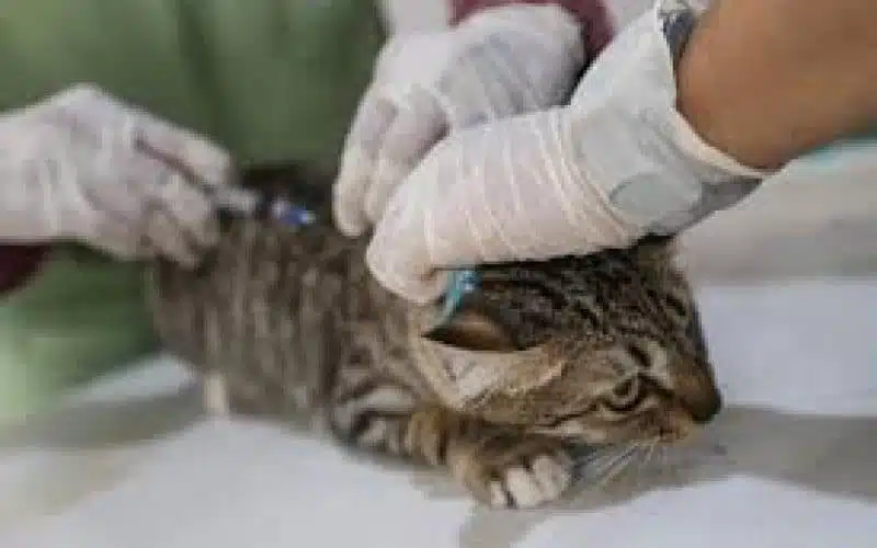 Layanan Panggilan Jasa Vaksin Kucing di Pesanggrahan Jakarta Selatan Dokter Hewan Faunafella