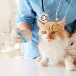 Layanan Vaksinasi Kucing Terbaik Jakarta, Jasa Vaksin Kucing Mampang Prapatan Jakarta Selatan Biaya Vaksin Murah