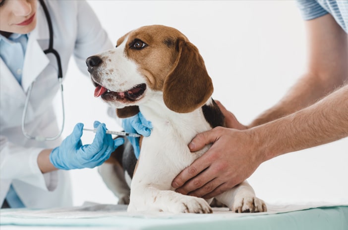 Manfaat Vaksin Anjing di Rumah, Dokter Hewan Panggilan ke Rumah Terdekat Murah, Jasa Vaksin Anjing di Menteng Jakarta Pusat, Faunafella