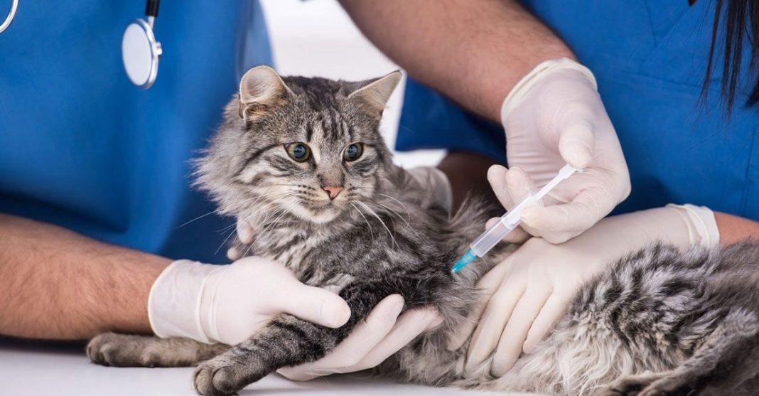 Manfaat Vaksin Kucing F3, F4 dan Rabies