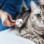 Panggilan Vaksin Kucing di Rumah, Jasa Vaksin Kucing Cipayung Jakarta Timur Biaya Murah