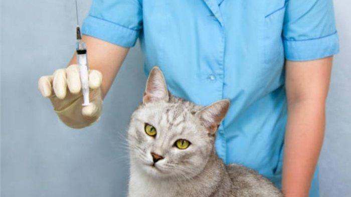 Prosedur Sebelum Pemberikan Vaksin F3, F4 dan Rabies Pada Kucing Dokter Hewan Faunafella Jakarta Selatan
