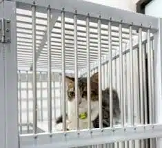 Syarat Titip Hewan Peliharaan di Faunafella Jasa Penitipan Kucing Peliharaan Pasar Minggu Jakarta Selatan