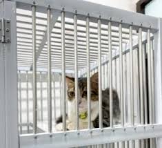 Syarat Titip Hewan Peliharaan di Faunafella Jasa Penitipan Kucing Peliharaan Terdekat di Jakarta Timur, Utara, Barat, Selatan dan Pusat