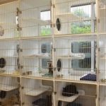 Tempat Penitipan Kucing Kota Jakarta, Fasilitas Lengkap, Cara Memilih, Syarat dan Harga Murah