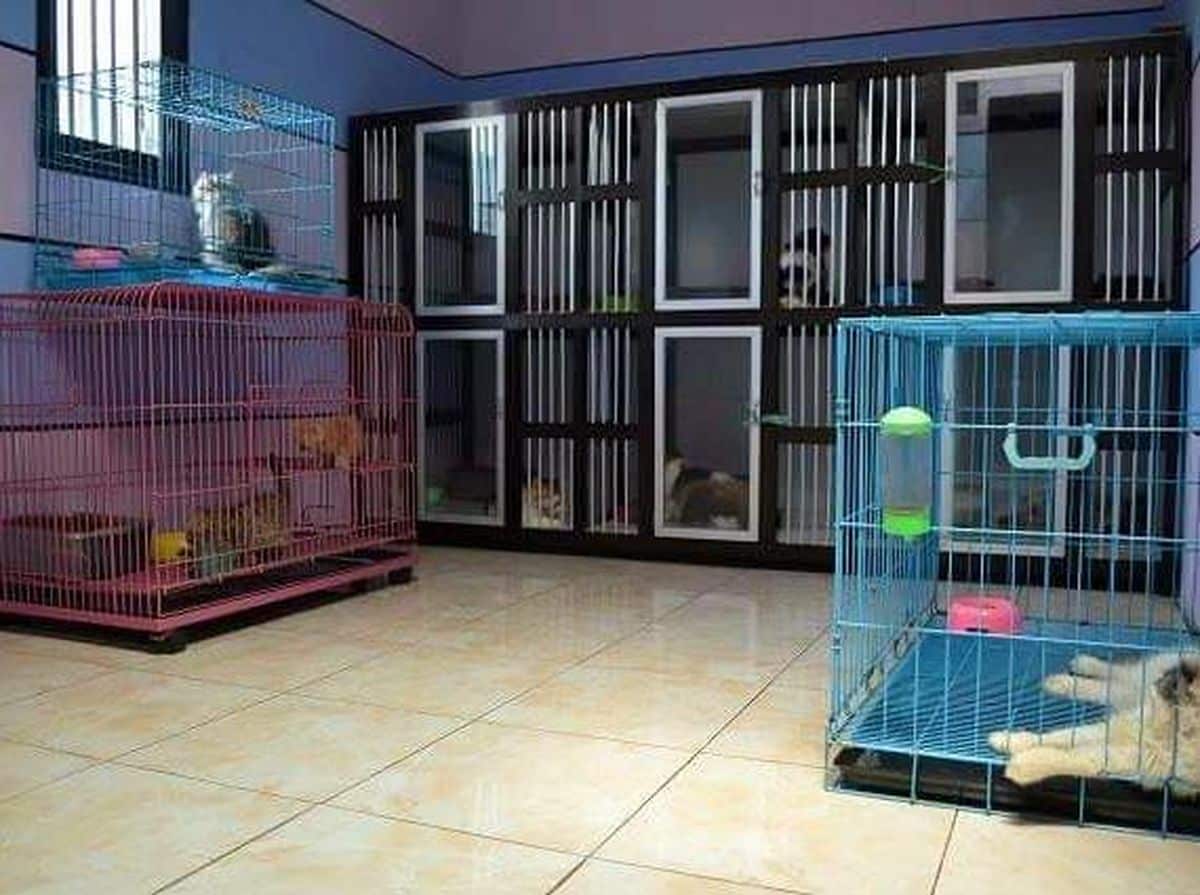 Tempat Penitipan Kucing Terdekat Gambir Jakarta Pusat, Pet Hotel Fasilitas Terlengkap dan Harga Murah