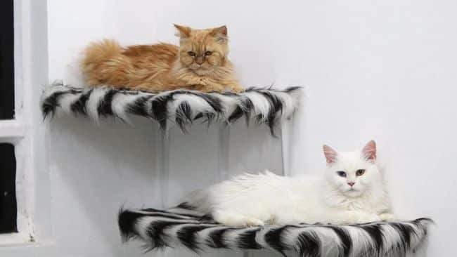 Tempat Penitipan Kucing di Kembangan Jakarta Barat dan Jadebotabek