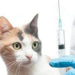 Tempat Vaksinasi Kucing Populer di Jakarta, Faunafella Jasa Vaksin Kucing Kemayoran Jakarta Pusat