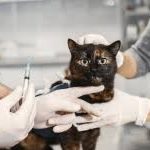 Tips Menemukan Jasa Vaksin Kucing Terbaik di Cempaka Putih Jakarta Pusat