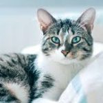 Urutan Vaksinasi Kucing Beserta Harganya, Jasa Vaksin Kucing Pasar Minggu Jakarta Selatan