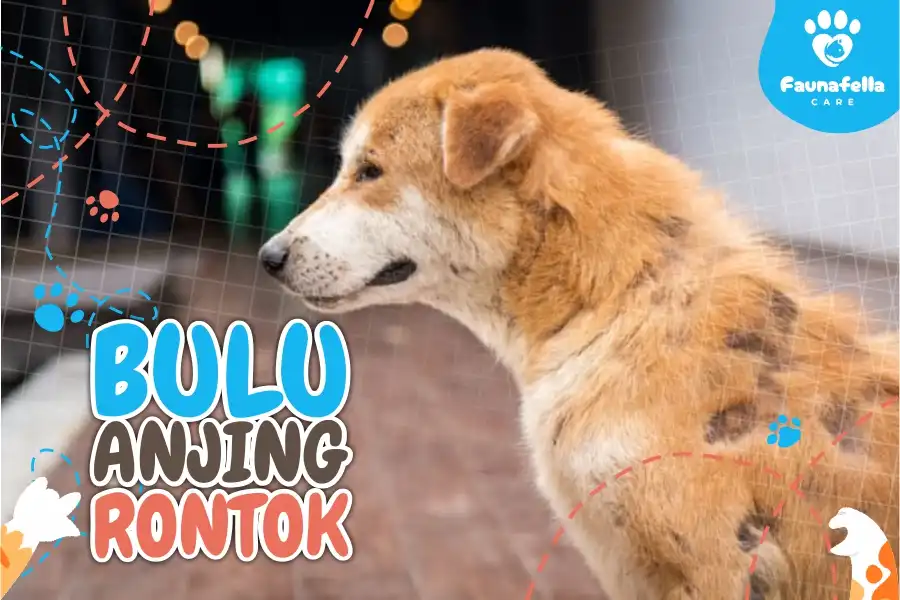 Bulu Anjing Rontok