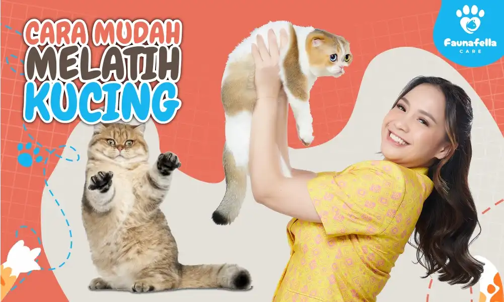Cara Melatih Kucing
