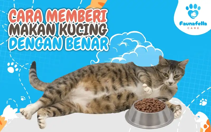 Cara Memberi Makan Pada Anak Kucing