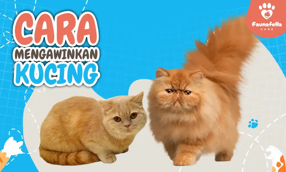 Cara Mengawinkan Kucing