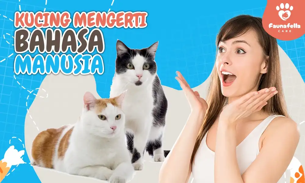 Kucing Mengerti Bahasa Manusia