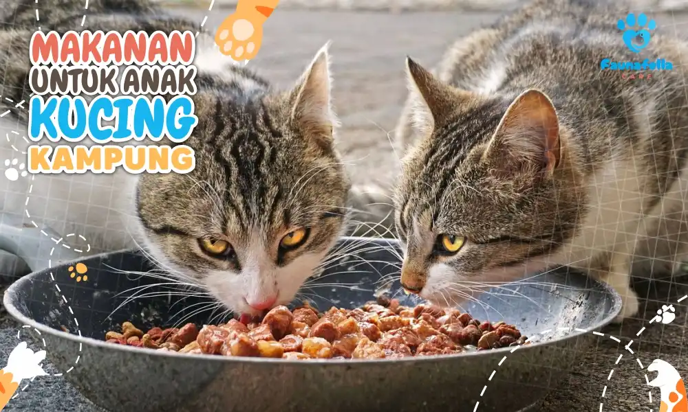 Makanan Anak Kucing Kampung