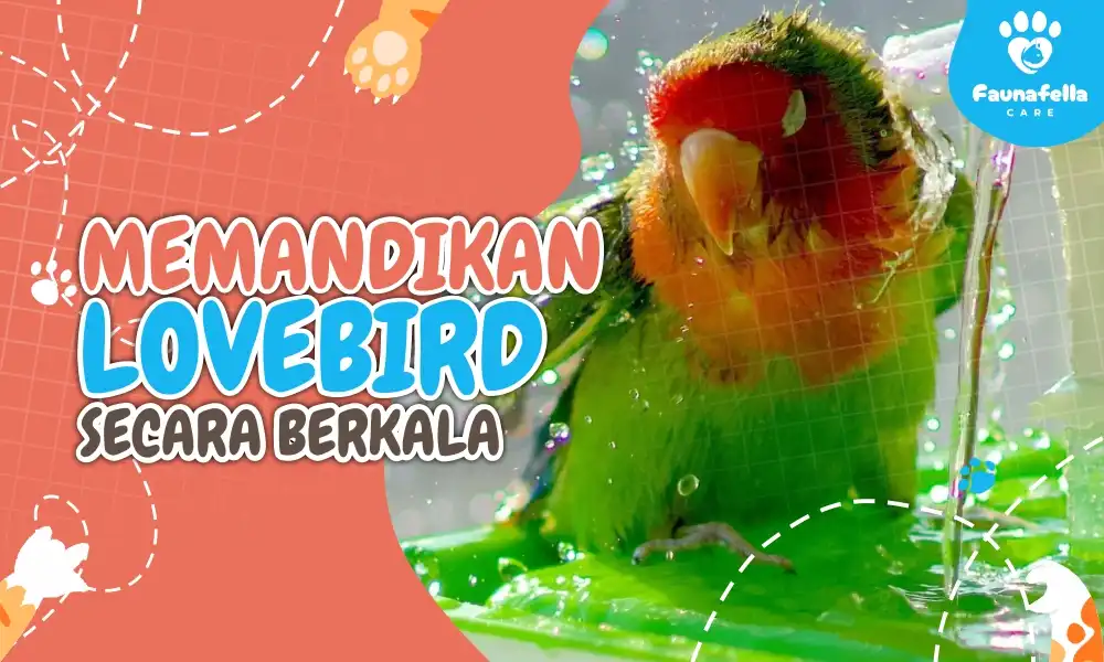Memandikan Lovebird