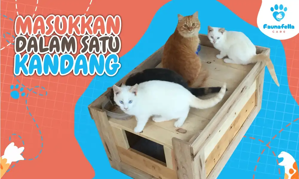 Memasukkan Kucing Dalam Satu Kandang