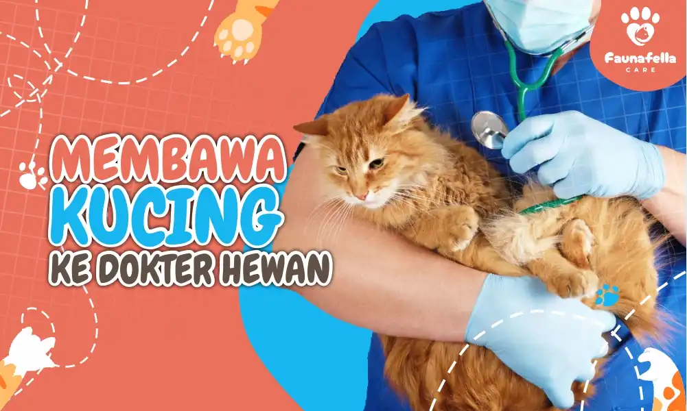 Membawa Kucing ke Dokter Hewan Terdekat