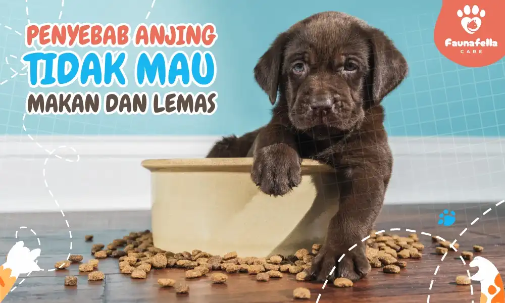Penyebab Anjing Tidak Mau Makan karena alergi