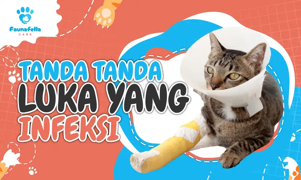 Tanda Luka Kucing Mengalami Infeksi