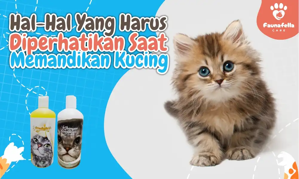 Yang Harus Diperhatikan Saat Memandikan Anak Kucing Kecil