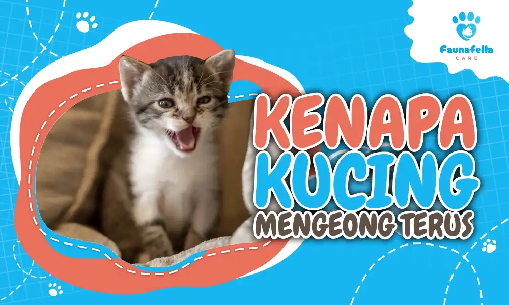 Alasan Kucing Mengeong Terus