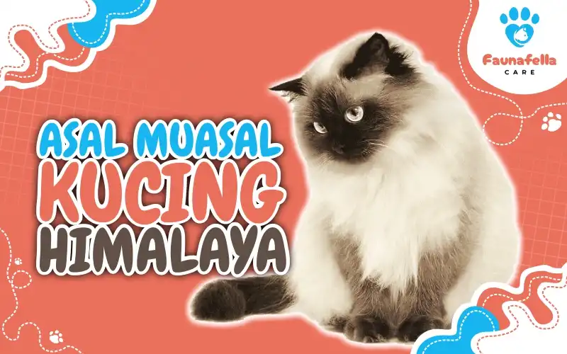 Asal Kucing Himalaya