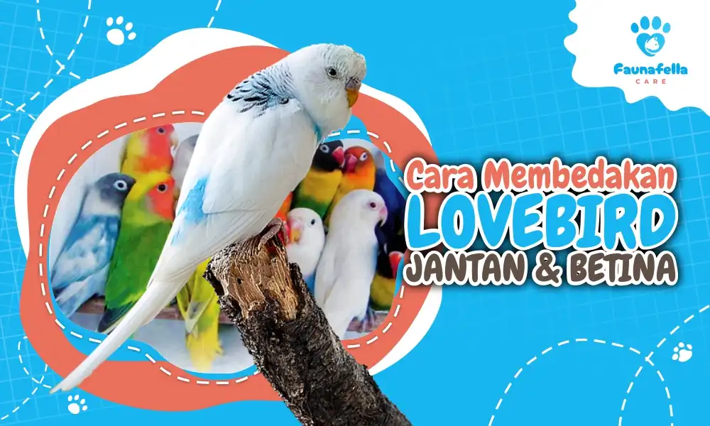 beda Lovebird Jantan Dan Betina