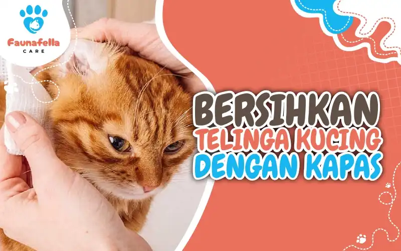 Membersihkan Telinga Luar Kucing Dengan Kapas