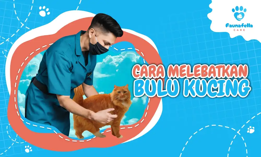 Cara Melebatkan Bulu Kucing Alami