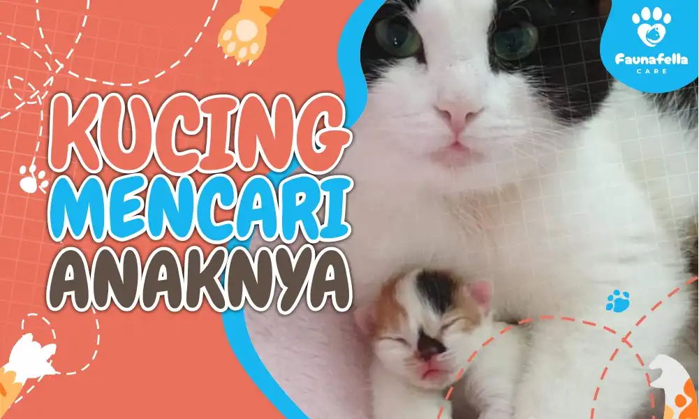 Kucing Mencari Anaknya