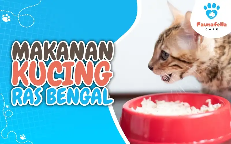 Makanan Kucing Bengal