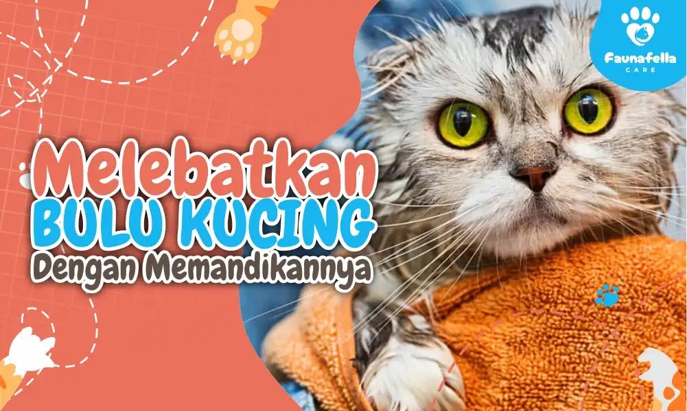 Melebatkan Bulu Kucing Dengan Memandikannya