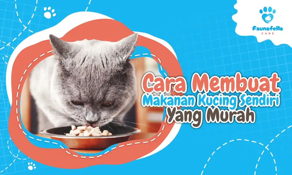 Membuat Makanan Kucing Sendiri Yang Murah