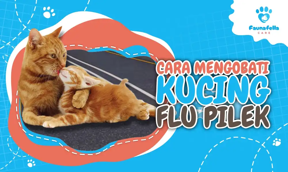 Mengobati Kucing Flu Pilek