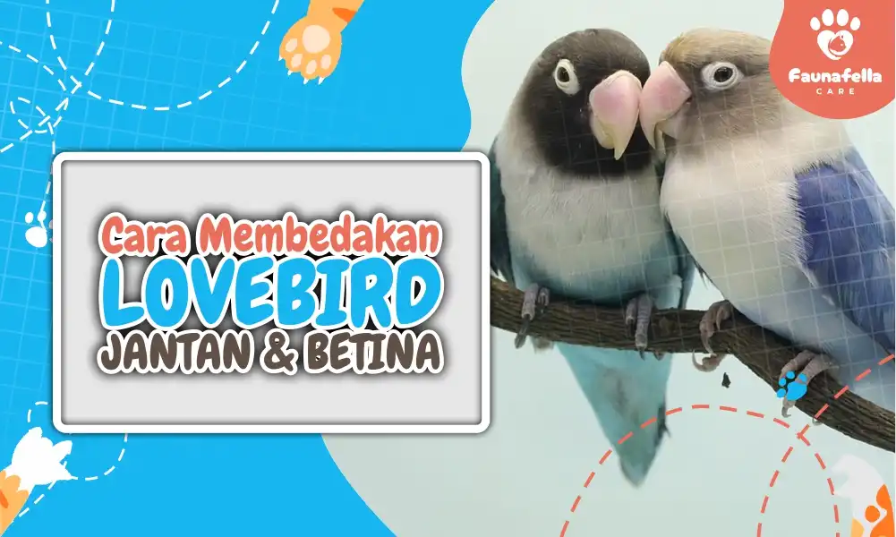 perbedaan Lovebird Jantan Dan Betina