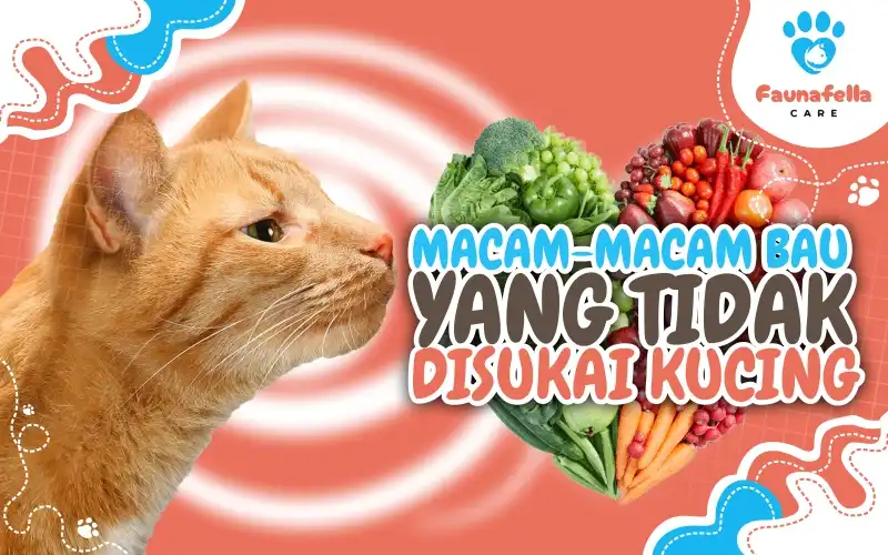 Macam-Macam Bau Yang Tidak Disukai Kucing